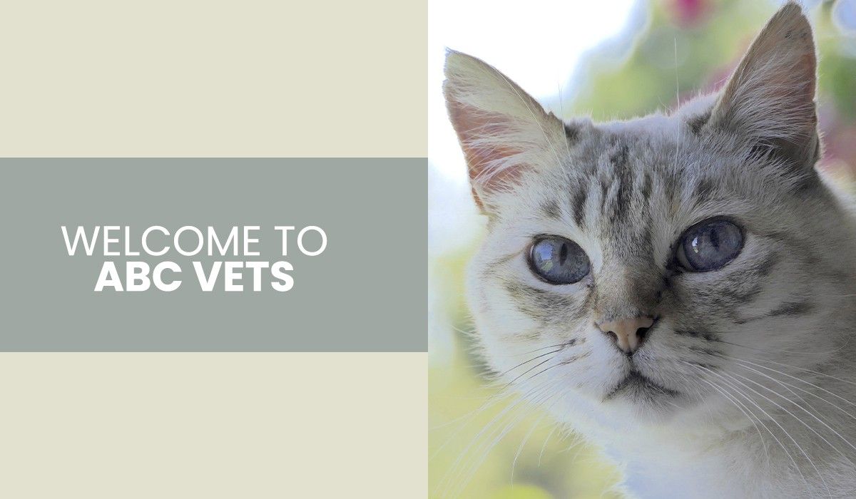 Welcome-to-ABC-Veterinary-Hospital